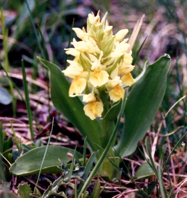 Photograph of Pale-flowered Orchid - Orchis pallens