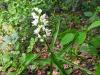 Photograph of Narow-Leaved Helleborine - Cephalanthera longifolia