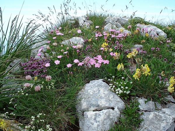 Photograph of flowers on the summit ridge of Grand Som