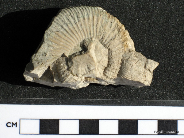 Photograph of a fossil ammonite found on the Pas d'Aronde