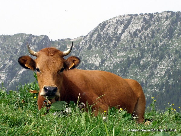 Photograph of a tarine cow chewing the cud near the Habert de la Dame