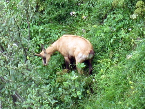 Photograph of Chamois (Rupicapra rupicapra cartusiana) grazing on the eastern flanks of the Dent de Crolles