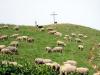 Photograph of Sheep and Goats Grazing on le Petit Som