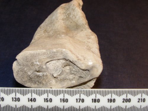 Photograph of Rudist bivalve fossil from the top of Dent de Crolles(tentatively identified as a fragment of Pachytraga paradoxa by Dr. Peter Skelton)