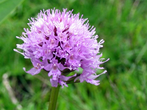 Photograph of Round-headed Orchid - Traunsteinera globosa