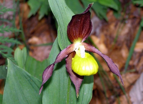 Photograph of Lady's Slipper Orchid - Cypripedium calceolus