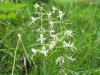 Photograph of Lesser Butterfly Orchid - Platanthera bifolia