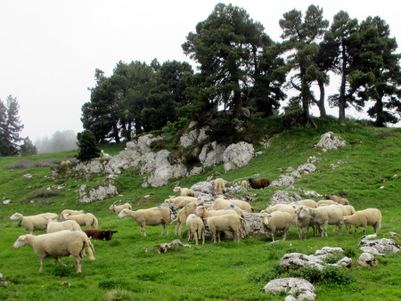 Photograph of sheep on the ridge above the pas de la Rousse