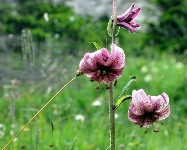 Photograph of a Martagon Lily