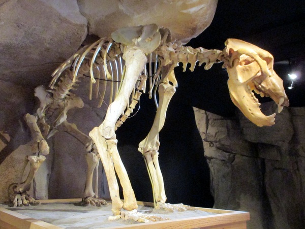 Photograph of Collombine - the reconstructed Cave Bear skeleton in the Musée de l'Ours des Cavernes