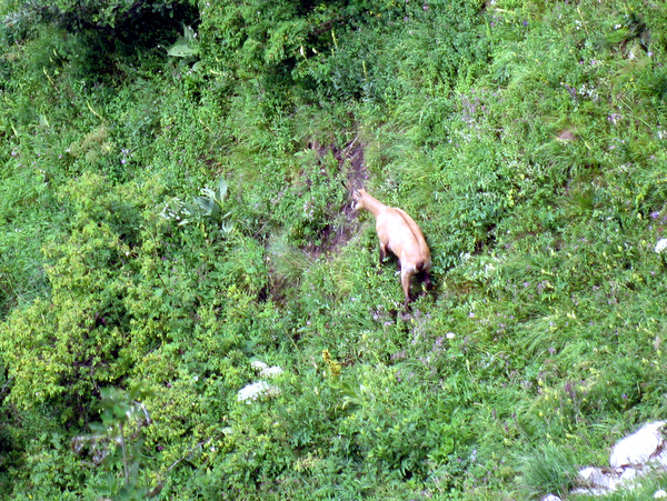 Photograph of a chamois below the Pas de Terraux
