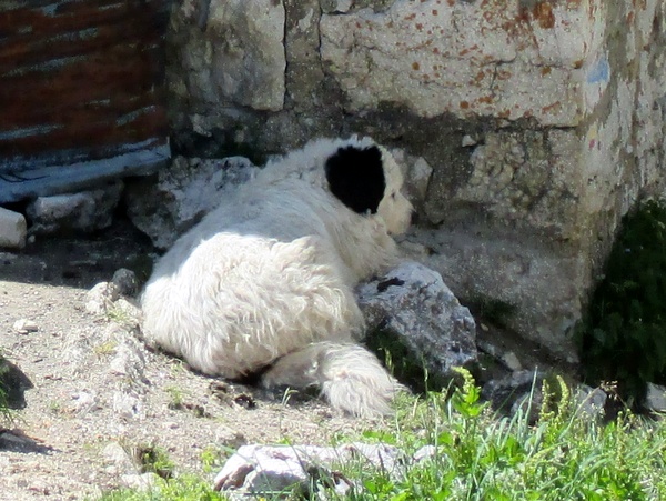 Photograph of a sheep guard dog