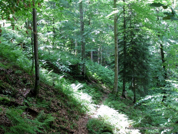 Photograph of a forests below the Arête de Bérard, Charmant Som