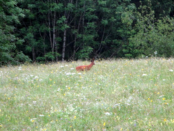 Photograph of a roe deer grazing in a hayfield