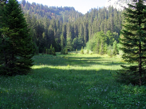Photograph of a pasture passed on the route up from les Reyes, on Grand Som
