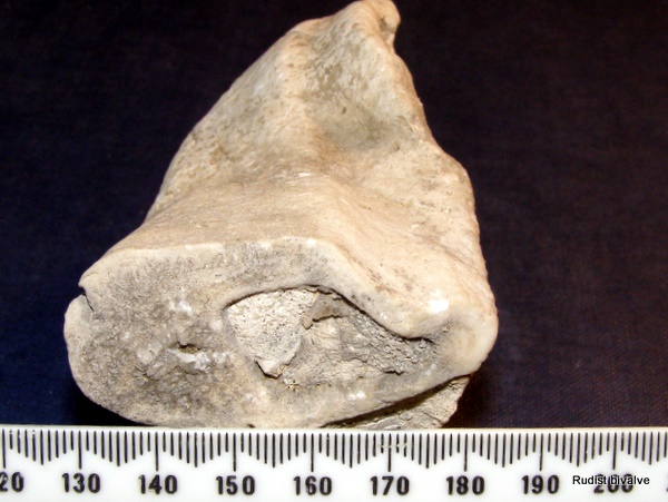 Photograph of a fossil Rudist Bivalve found on top of Dewnt de Crolles