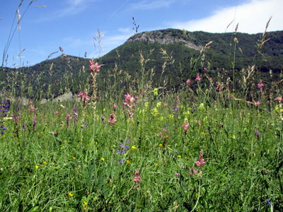 Photograph of hayfields near le Grand Carroz
