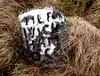 Thumbnail Picture of Meer Stone 1