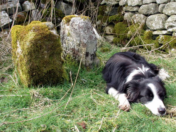 Photograph of meer stone 66 - Grassington Moor